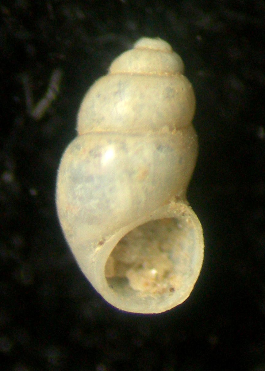 rissoidae